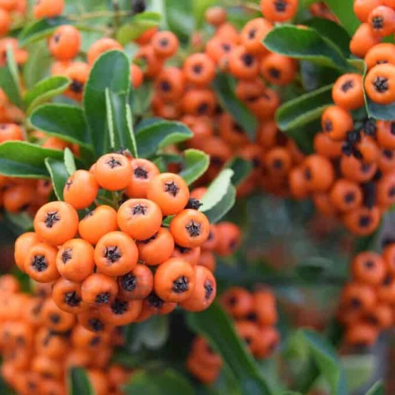 Pyracantha 'Orange Glow' 150-175 cm